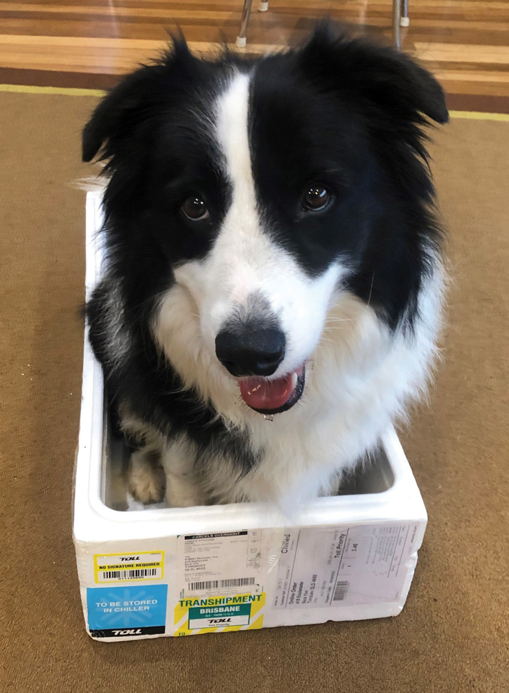 Dogs can be creative too!