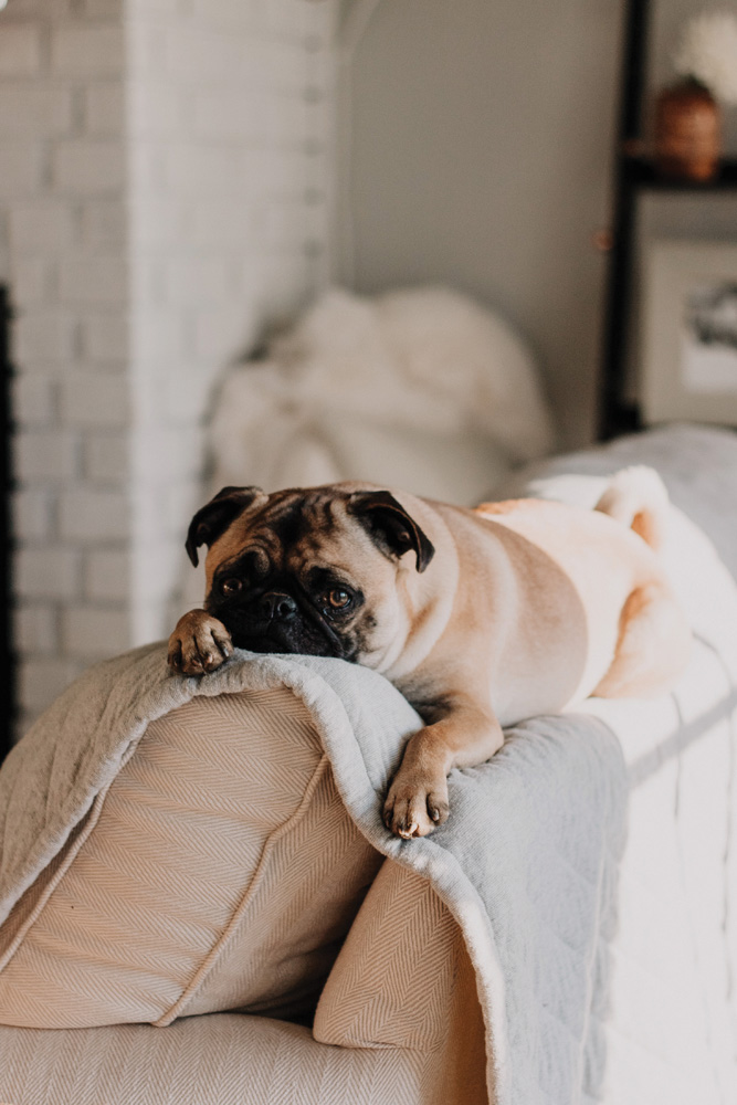 Pug-casso’s a master of his art