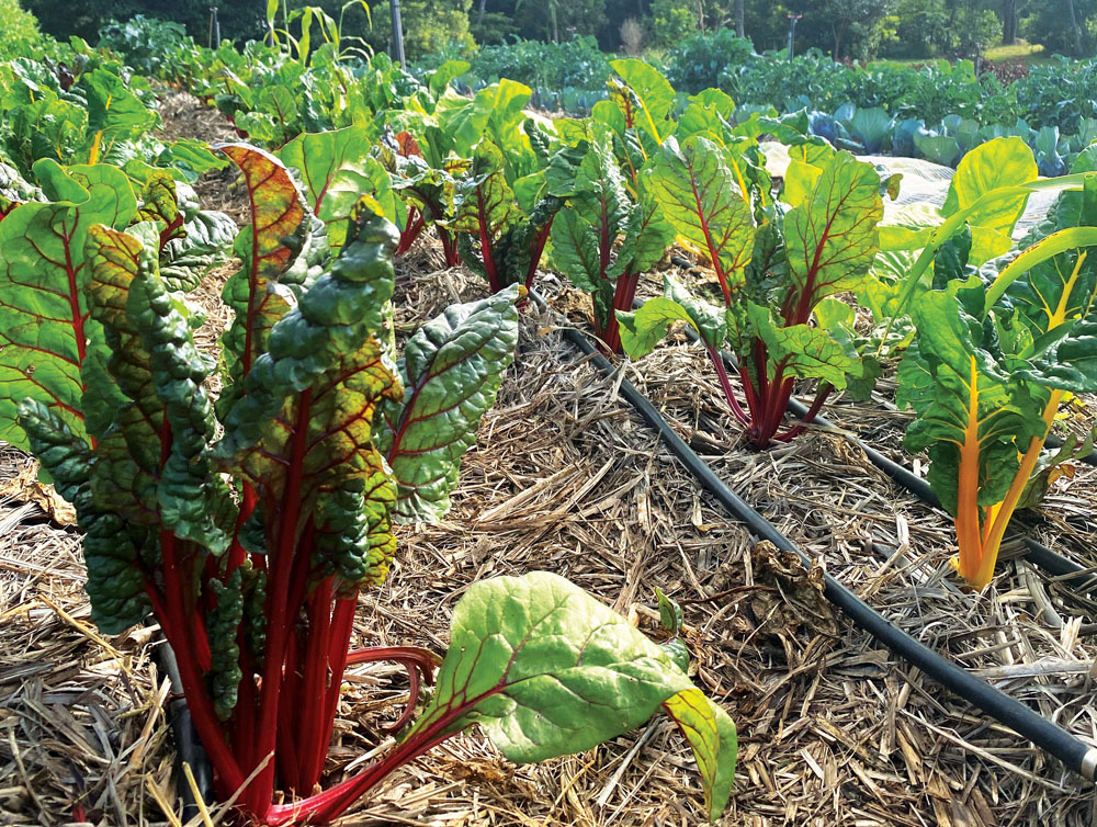 Fresh from Falls Farm
