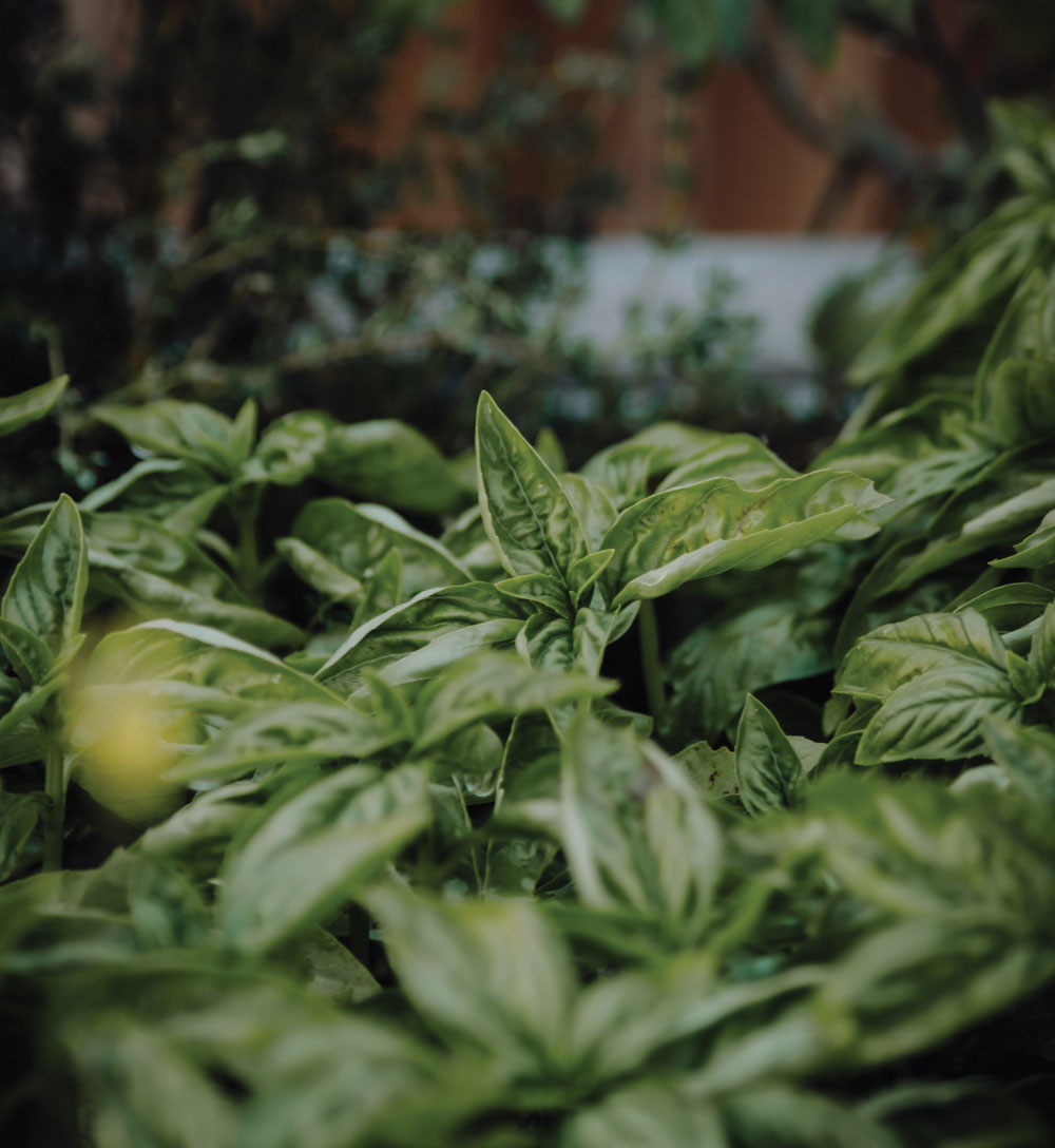 Basil –the most sacred plant of India