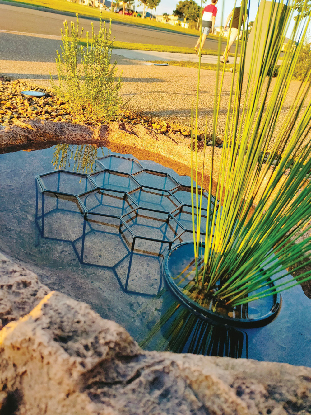 Native garden makeover