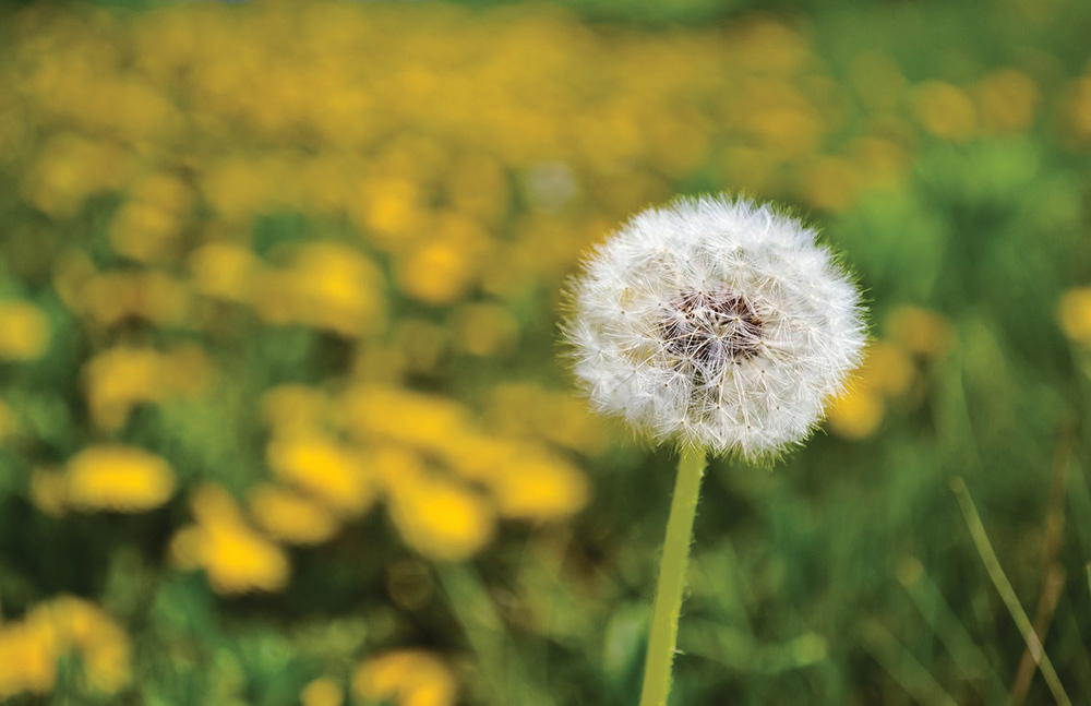Dandelion