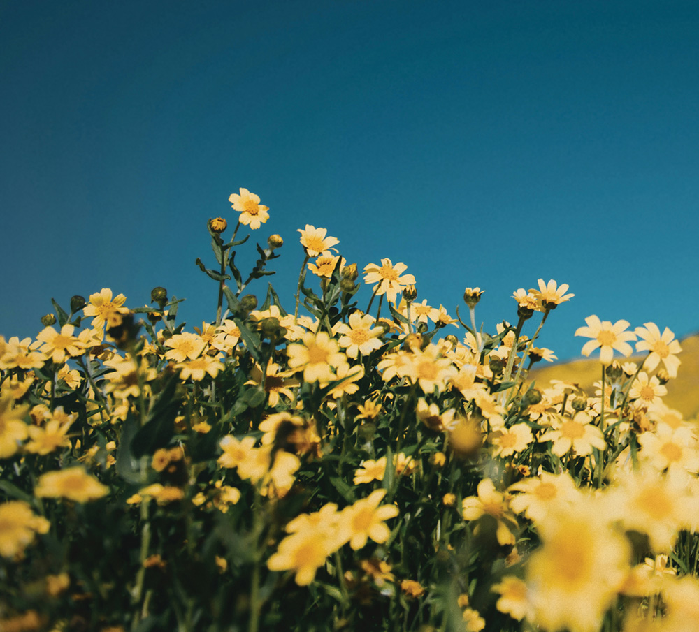 The Healing Power of Colour