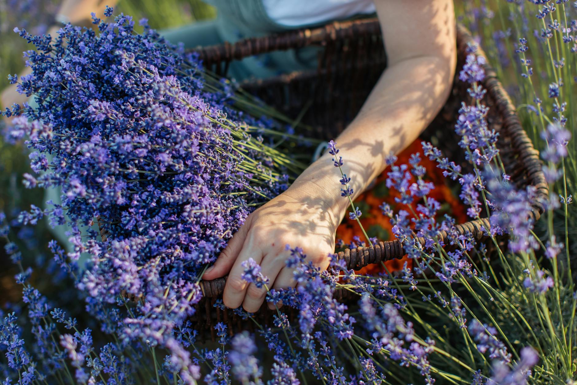 The Power of Lavender: A Herb of Love