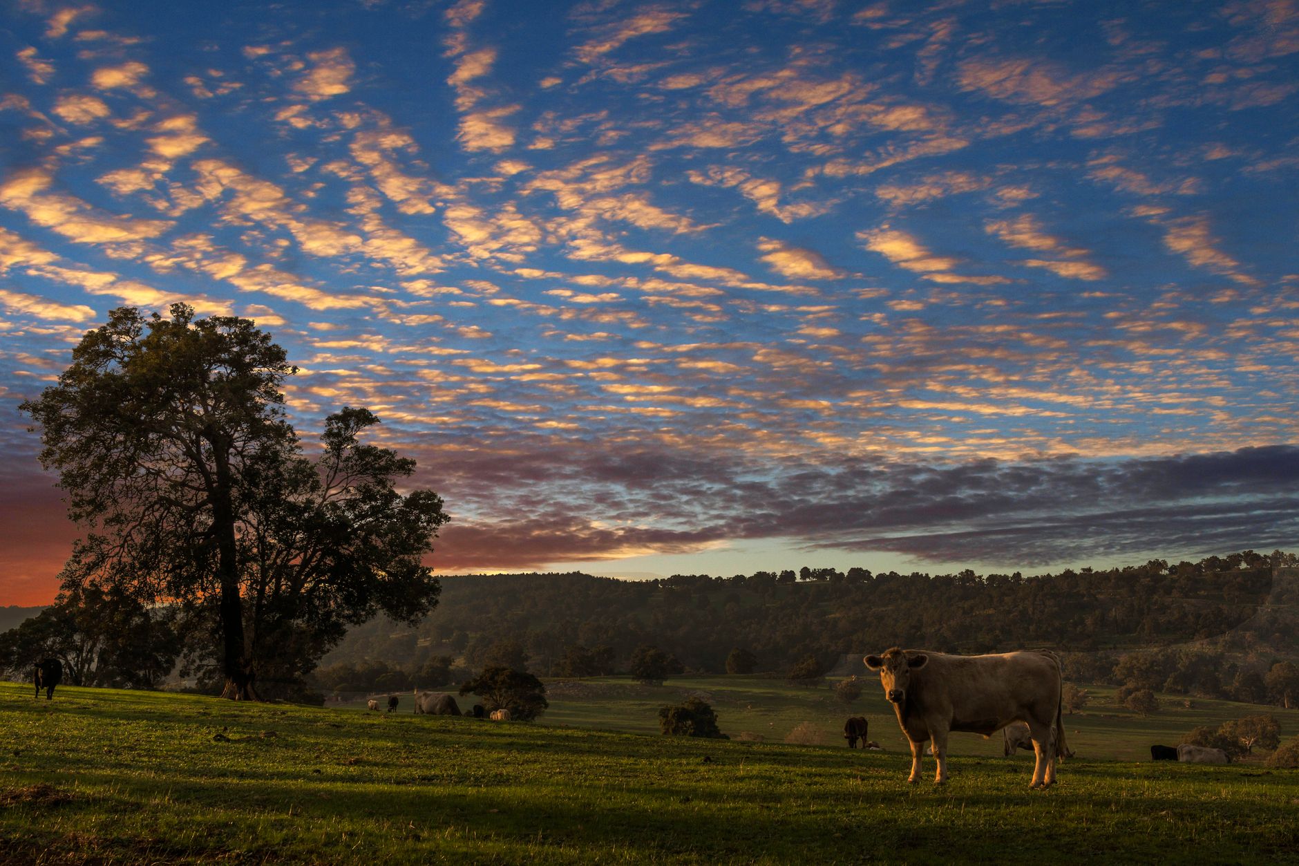 brown cow