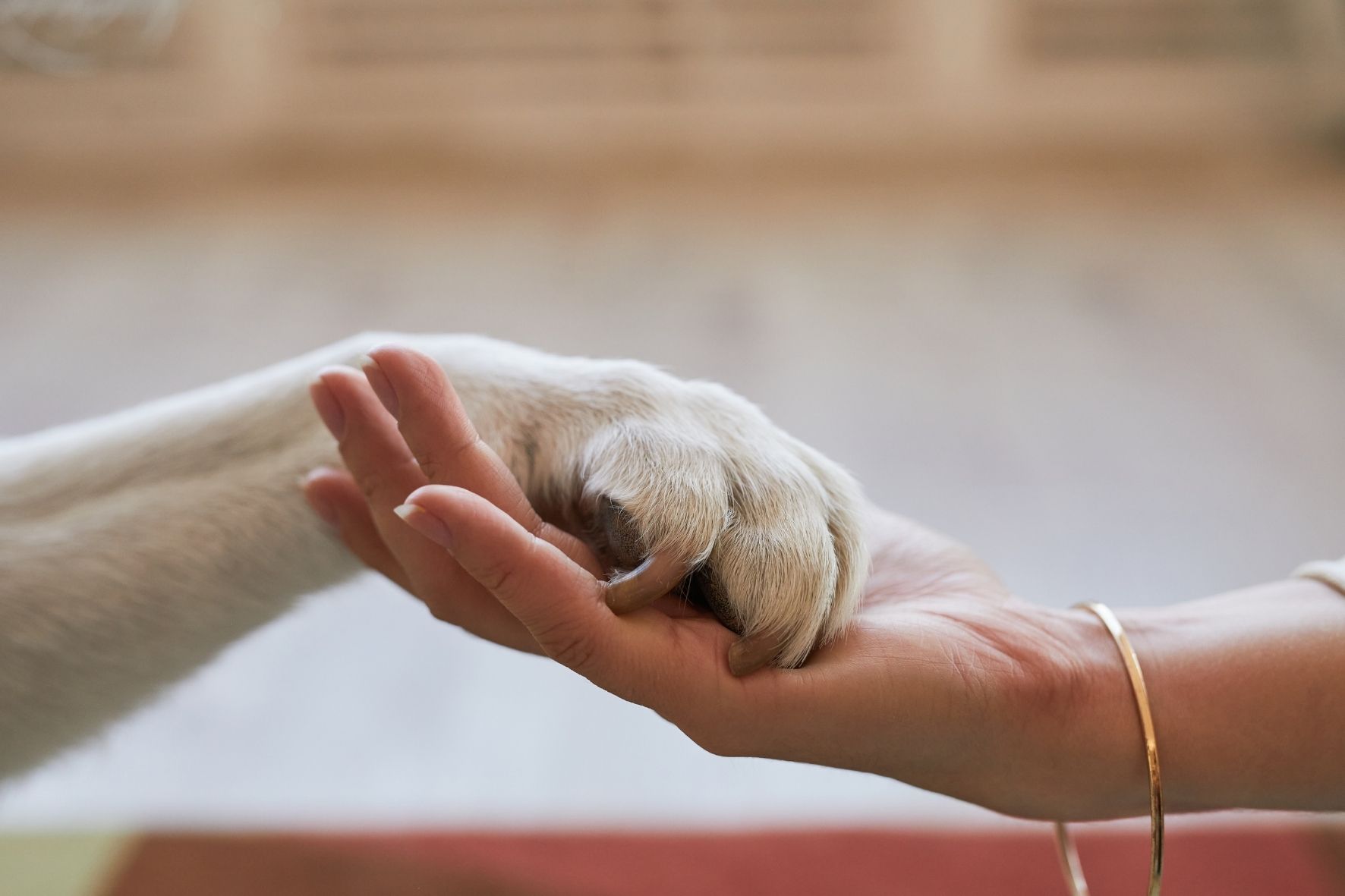 Giving Your Pet the Best Care Possible