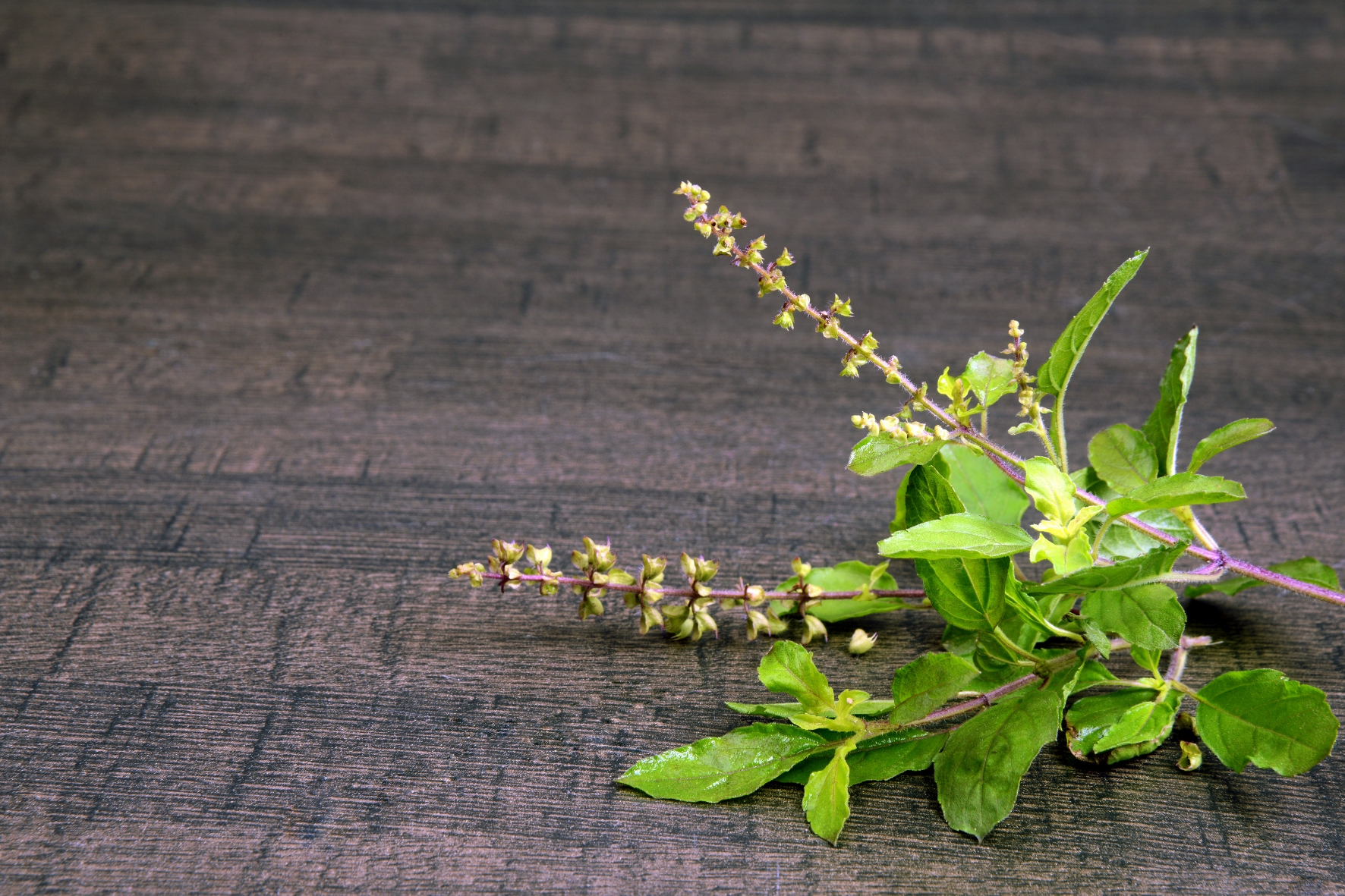 Holy Basil Plant Tulsi